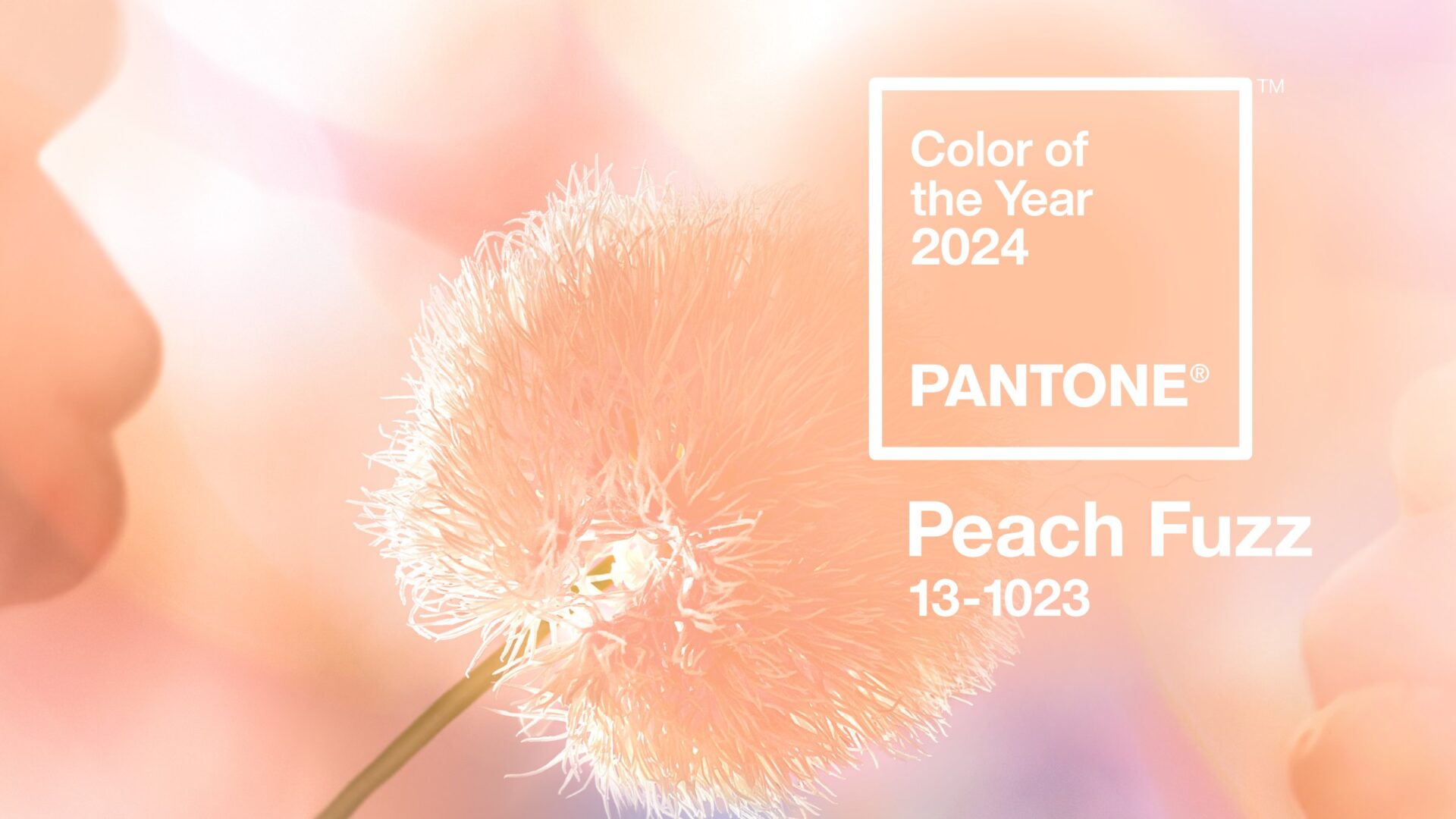 You are currently viewing Pantone 2024 Color of the Year: Peach Fuzz